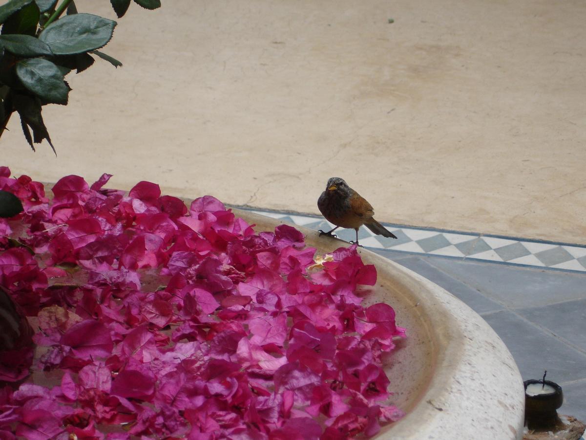 Hotel Dar Touyir Marrakesch Exterior foto